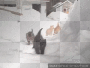 chaton neige