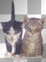 chat