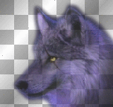 Wolf Stare PURPLE Dog Canine