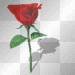 red rose