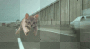 super-fast cat