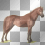 horse