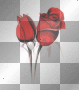 Roses flowers
