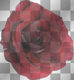 ➸♥ (Bj) Transparent "Red Rose"