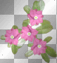 Pink Flowers Pink Flowers