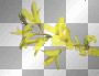 ➸♥ (Bj) Transparent branch in yellow flowers