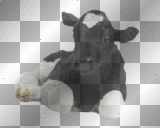 Calf