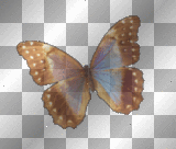 Animated image •