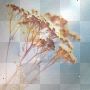 animated flower background blue brown spring [1ֆ]