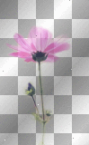 flower  ||♥♥anna25marco♥♥|| 