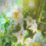 Spring Lillies BG