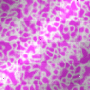 sfondo rosa