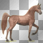 Arabian