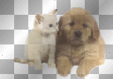 mascotas