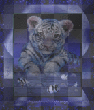 Tiger Fantasy