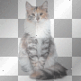 cat  dubravka