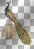 aves rossi_61