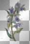 blauefee1976 blume blau blue Flower deco vintage Pflanze Glockenblume Plant Bellflower green   