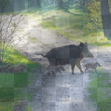 Fantasy forest background animals wild boar