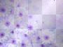 flower  background