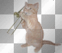 deco chat musique animé transparent -c