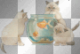 kittens