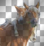 tiere (pferde)