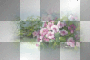 transparent rossi_61 transparent rossi_61