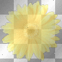 yellow flower summer ²u yellow flower summer ²u