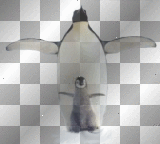 Penguins