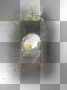 transparent rossi_61