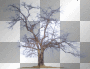transparent rossi_61