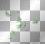 Deco green
