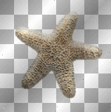 Starfish  star sea