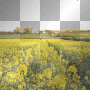 PAYSAGE FLEUR PAYSAGE FLEUR