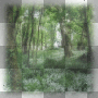 forest natural background ©zαηєѕѕα155ⓡ