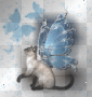 my cat