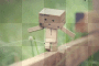 Danbo**
