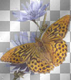 butterfly & flower