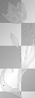 TULIPE BLANCHE