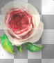 Rose flower pink Rose flower pink