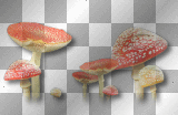 Mushrooms border red forest