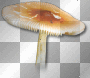 Mushroom forest