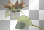 meandham // flower