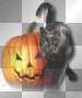 Pumpkin cat Pumpkin cat