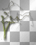 Tree branch green 