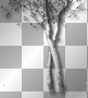 Trees tree black white Trees tree black white