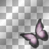 butterfly pink and black