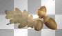 acorn,.