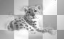 Snow leopard white